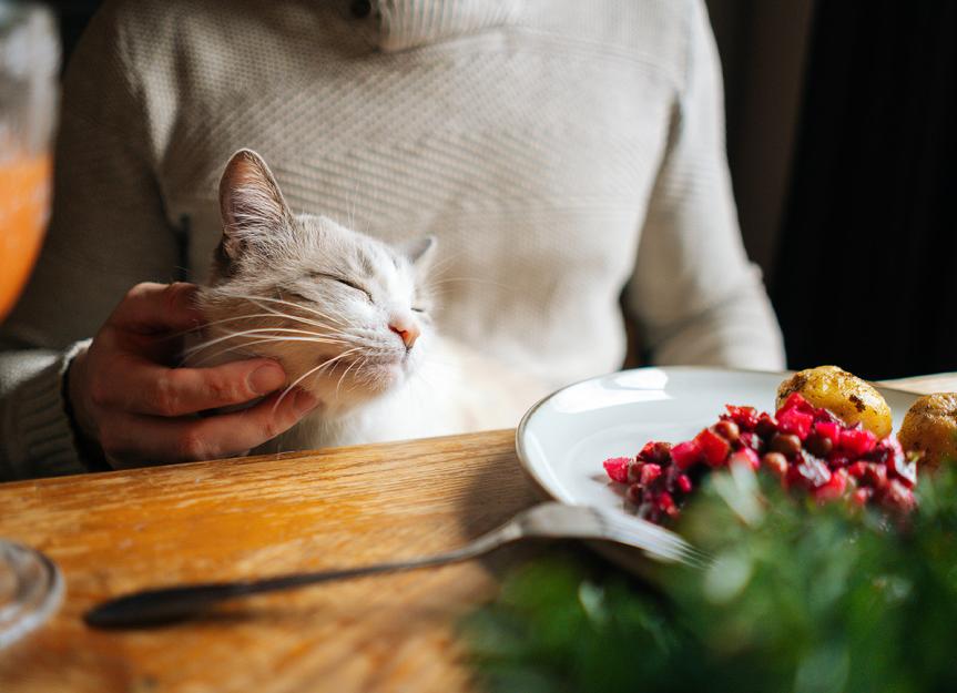 What Thanksgiving Foods Can Cats Eat? PetMD